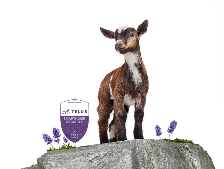 A goat is at the top of a mountain with a TELUS lawn sign.