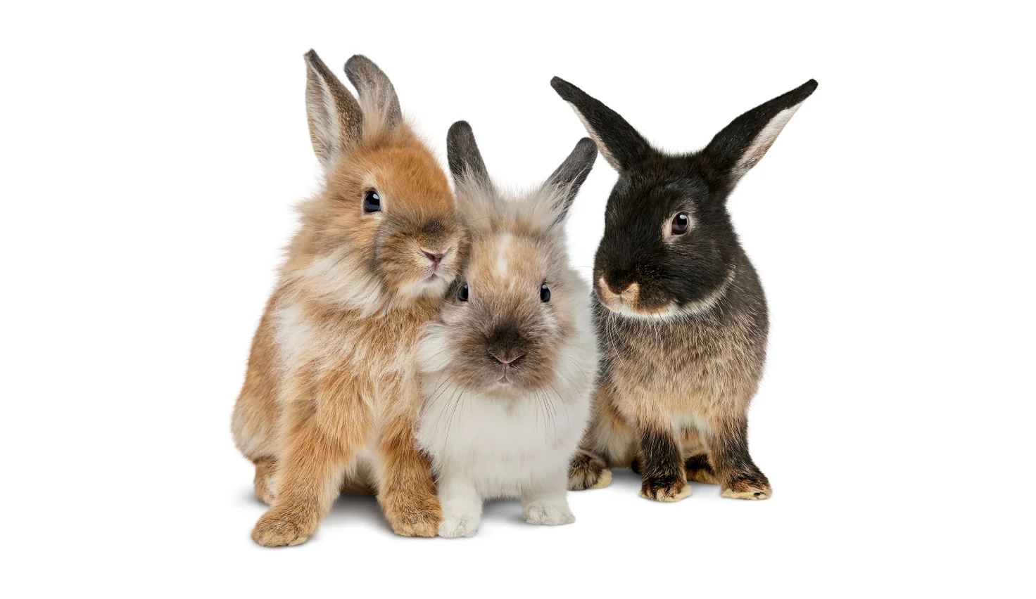 Un groupe de trois lapins symbolisant les rabais familiaux offerts durant nos Soldes du printemps.