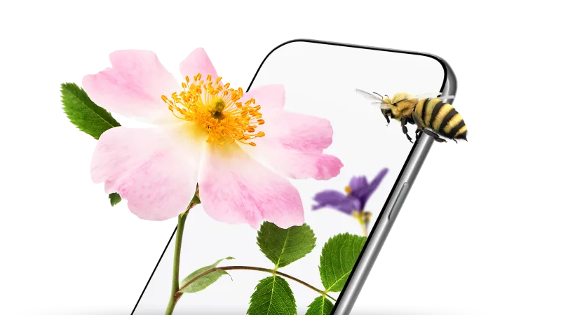 Flowers growing out of a smartphone. A bumble bee flies towards the flowers.
