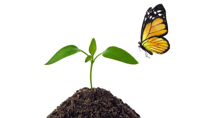 Une plante commence à germer hors du sol tandis qu’un papillon vole à proximité.