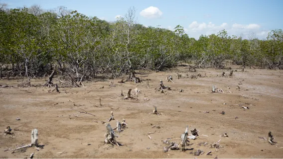 Mangrove forest in Kenya at low tide.