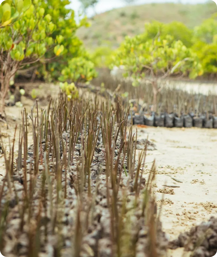 Arbres de mangrove, plantés à Mteza Creek, au Kenya.