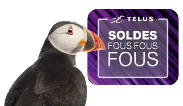 Un Macareux se tient devant un logo qui dit : « Soldes fous fous fous ».