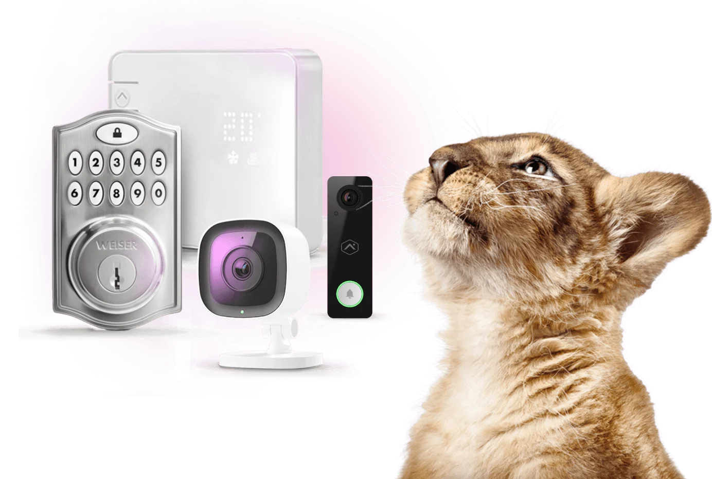 Le lion Maison connectée de TELUS est  entouré de dispositifs Maison connectée comme une serrure intelligente, un thermostat intelligent, une caméra de sécurité intérieure et une sonnette vidéo mince.