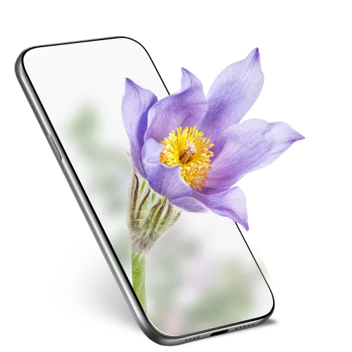 A bumblebee flies towards a smartphone with a wild rose flower sitting next to it.