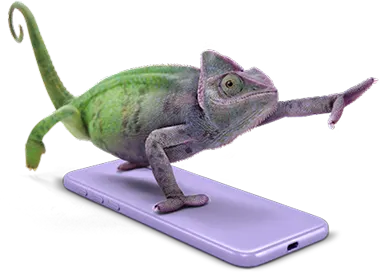 A chameleon standing on a purple smartphone. It is beginning to turn the same purple colour as the phone.