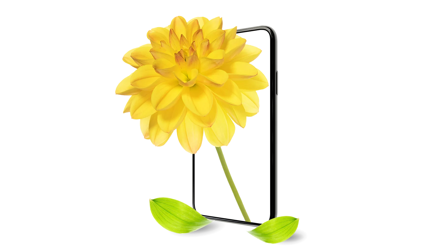 Le cadre d’un téléphone intelligent avec deux feuilles vertes éclatantes mettent en valeur un dahlia jaune en pleine floraison.