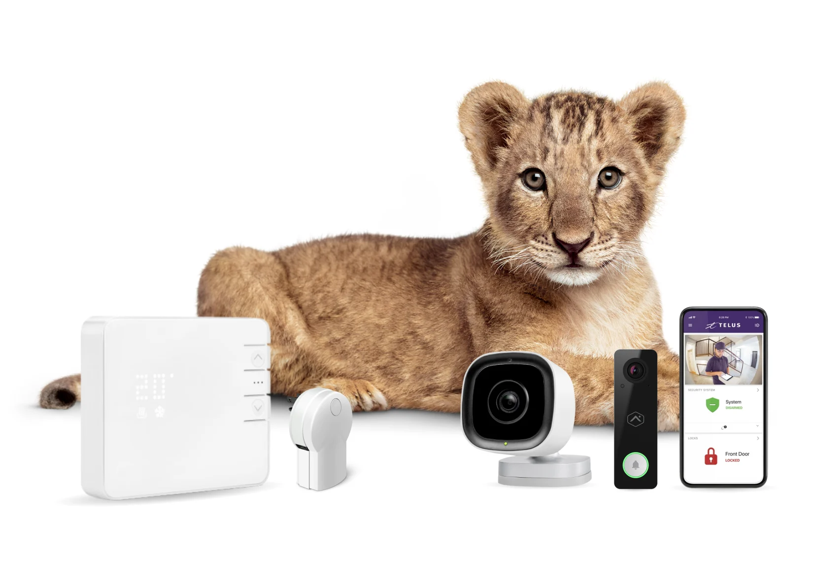 A lion cub stares reassuringly at you. In front of her is a TELUS SmartHome Security bundle.