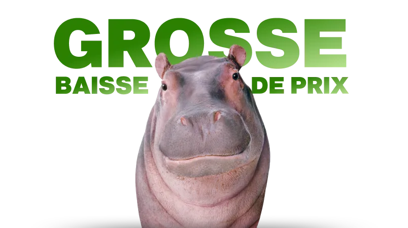 Grosse baisse de prix. Hippopotame.