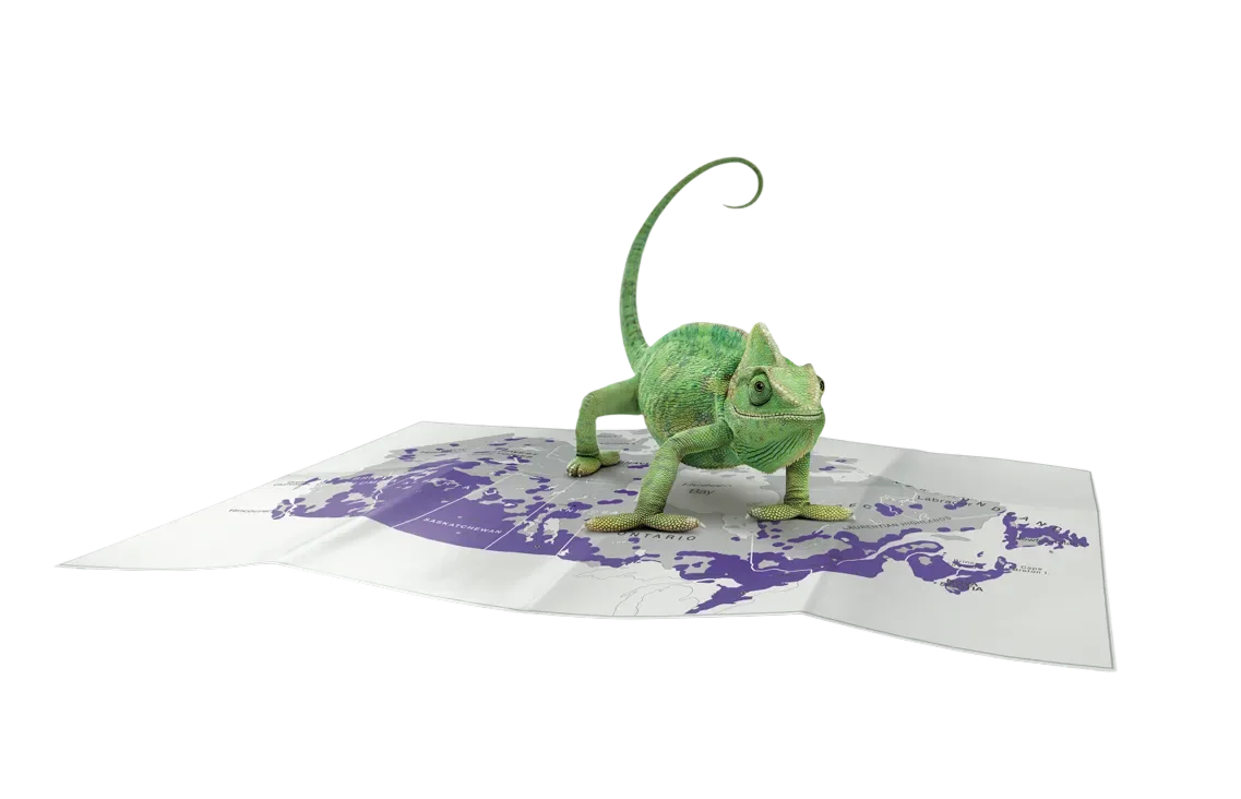 A Chameleon standing on a network coverage map of Canada.