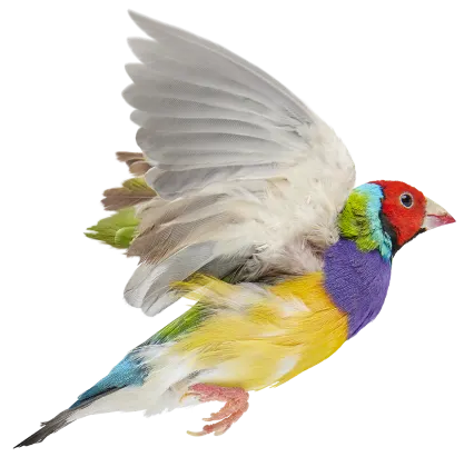 A colourful bird flying in the air, symbolizing TELUS Health MyCare Travel and Easy Roam.