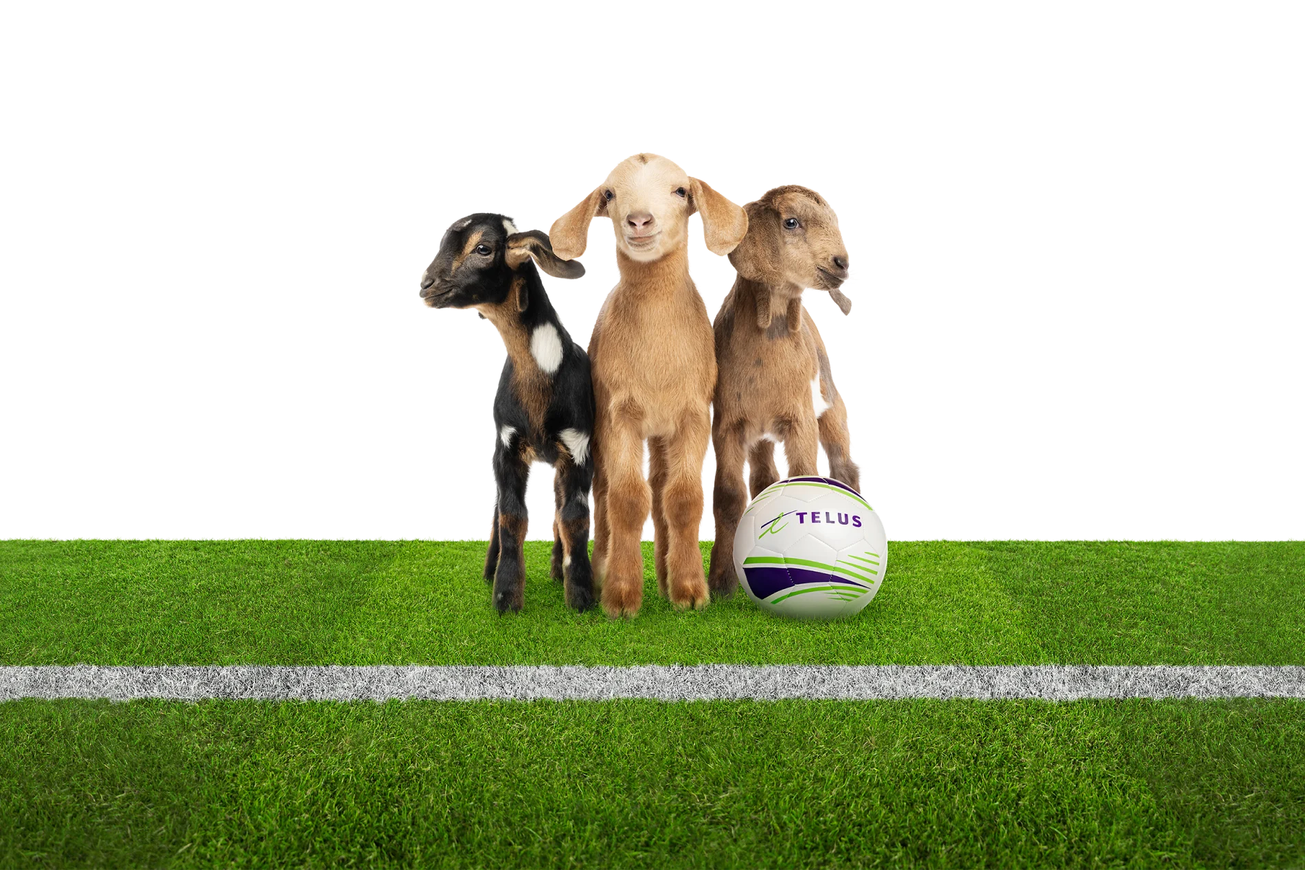 Three goats on a soccer field.