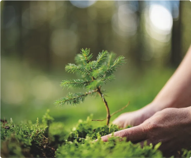Close-up photo of a hand planting a seedling in the forest.