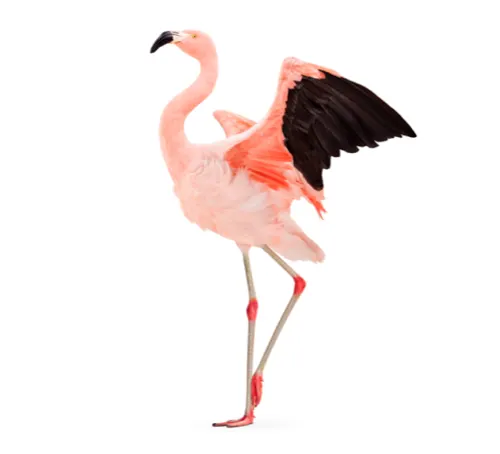 A pink flamingo extending its wing with black feathers.