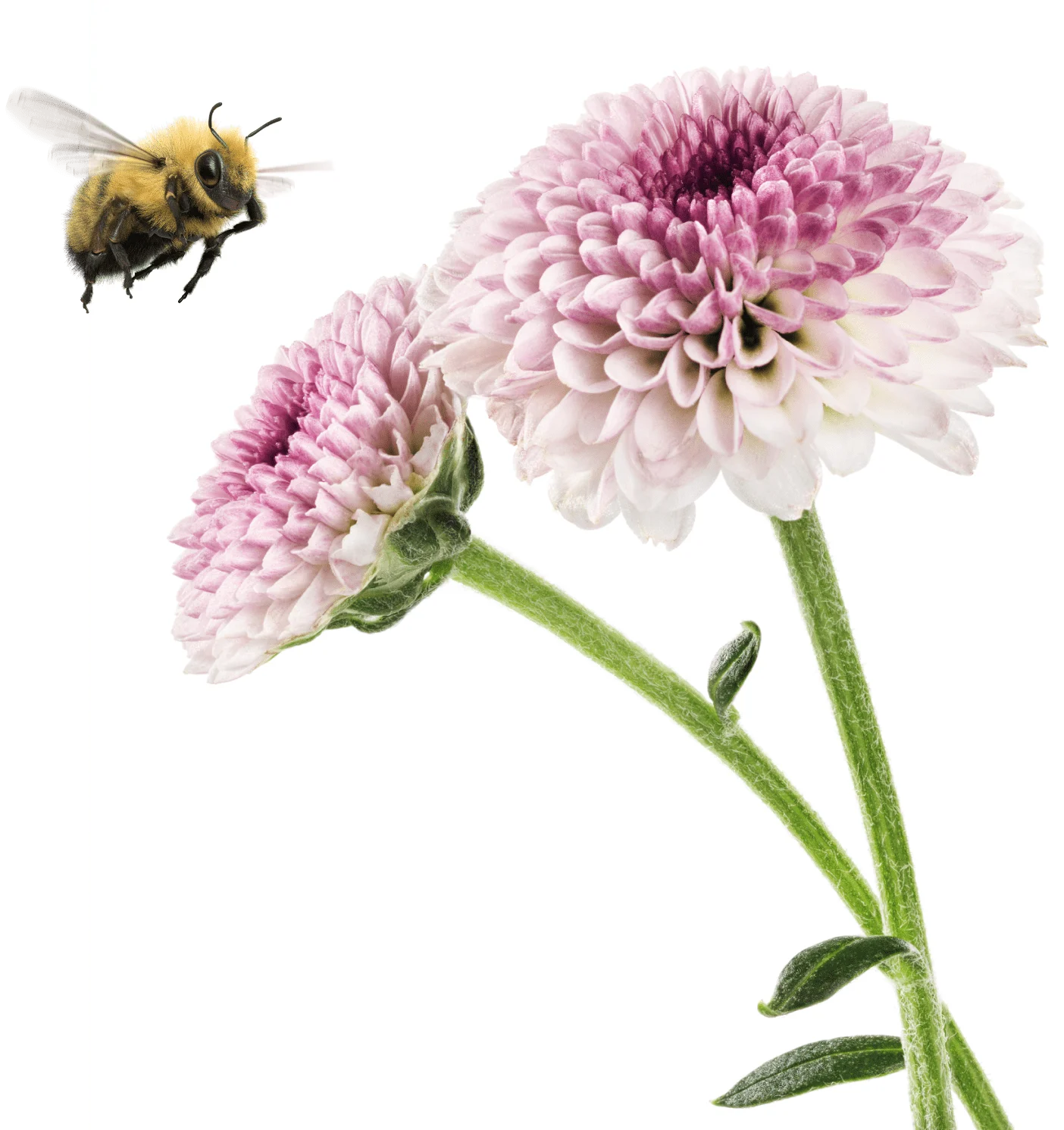 A bee flying above two white and pink flowers.