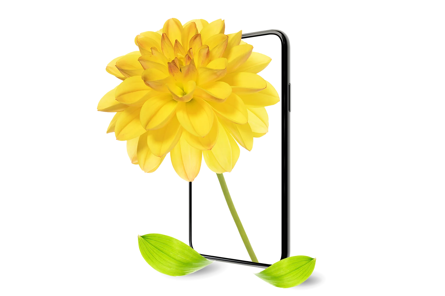 A smartphone frame showcasing a vibrant yellow dahlia in full bloom.