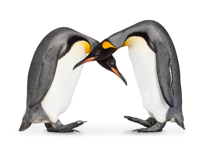 2 emperor penguins facing each other with their heads embracing.