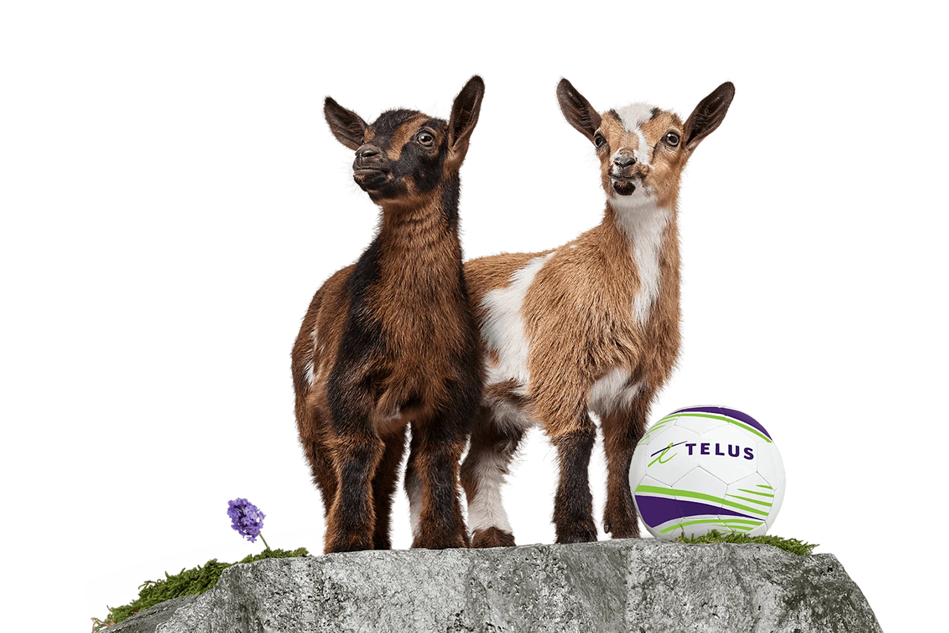 A TELUS goat standing behind a soccer ball.