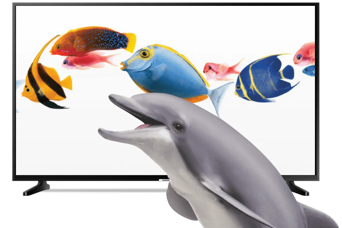 A dolphin is enjoying free content on Optik TV.