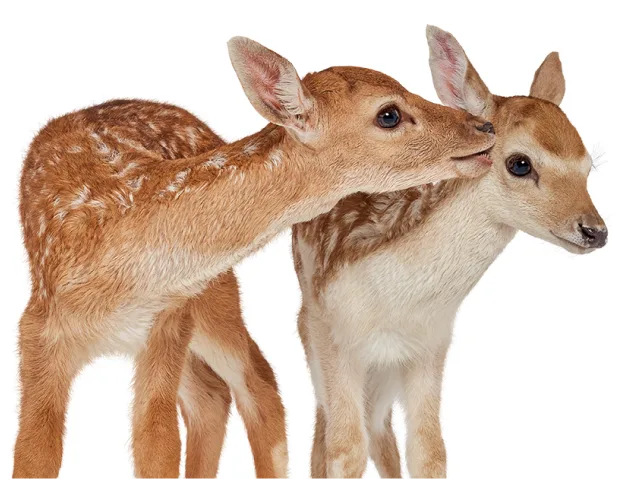 Two fawns playfully celebrate exclusive offers from TELUS