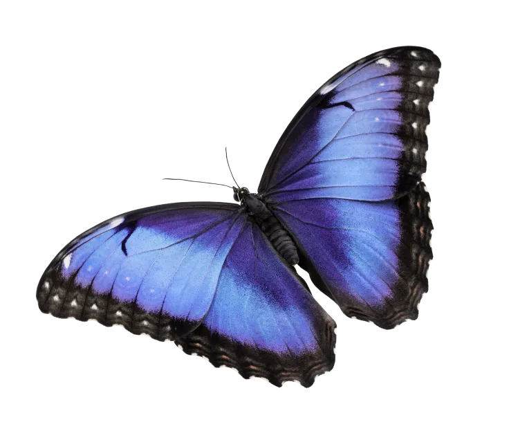 Un papillon coloré, symbolisant nos rabais exclusifs du service prépayé de TELUS.