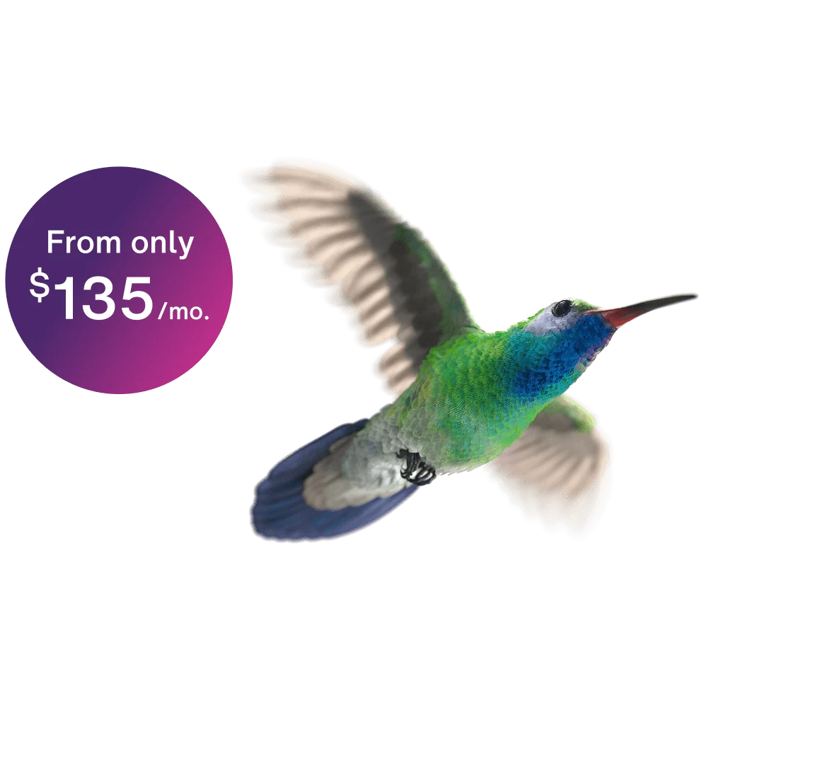 A colorful hummingbird rejoicing at the new TELUS 5-gigabit purefibre internet speed tier, from only $135 per month.