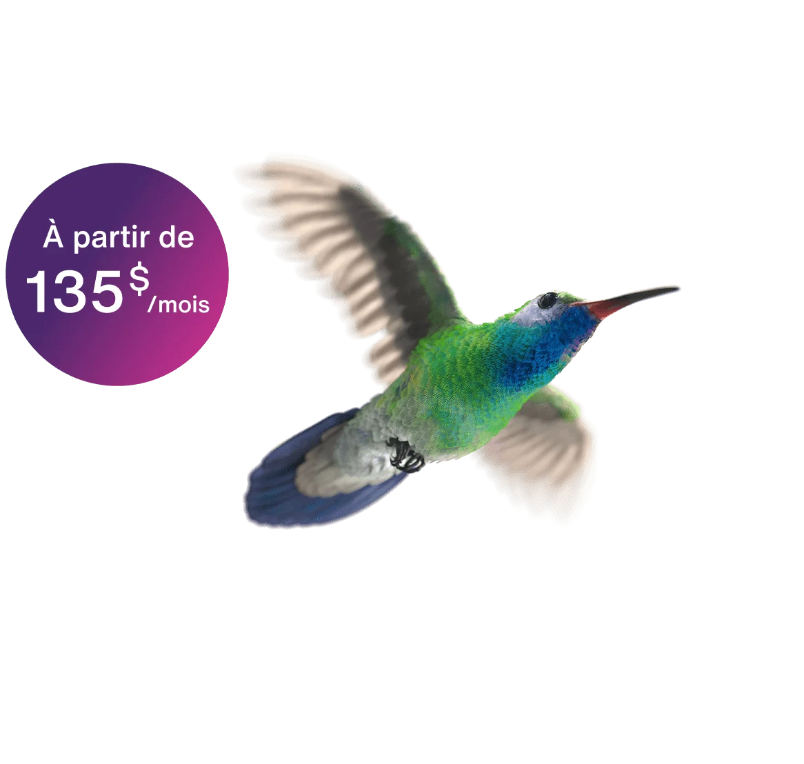 Un colibri coloré vole au-dessus du nouveau niveau de vitesse Purefibre 5 Gigabits de TELUS, à partir de 135 $ par mois seulement.
