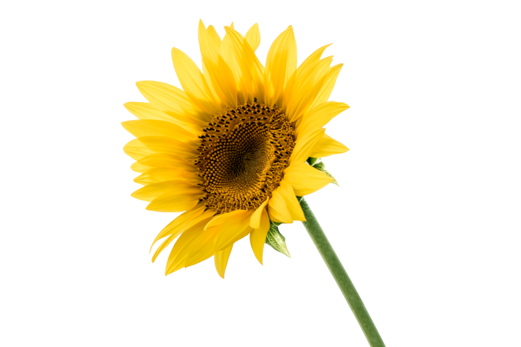 A beautiful sunflower facing up, symbolizing the start of our summer sale.