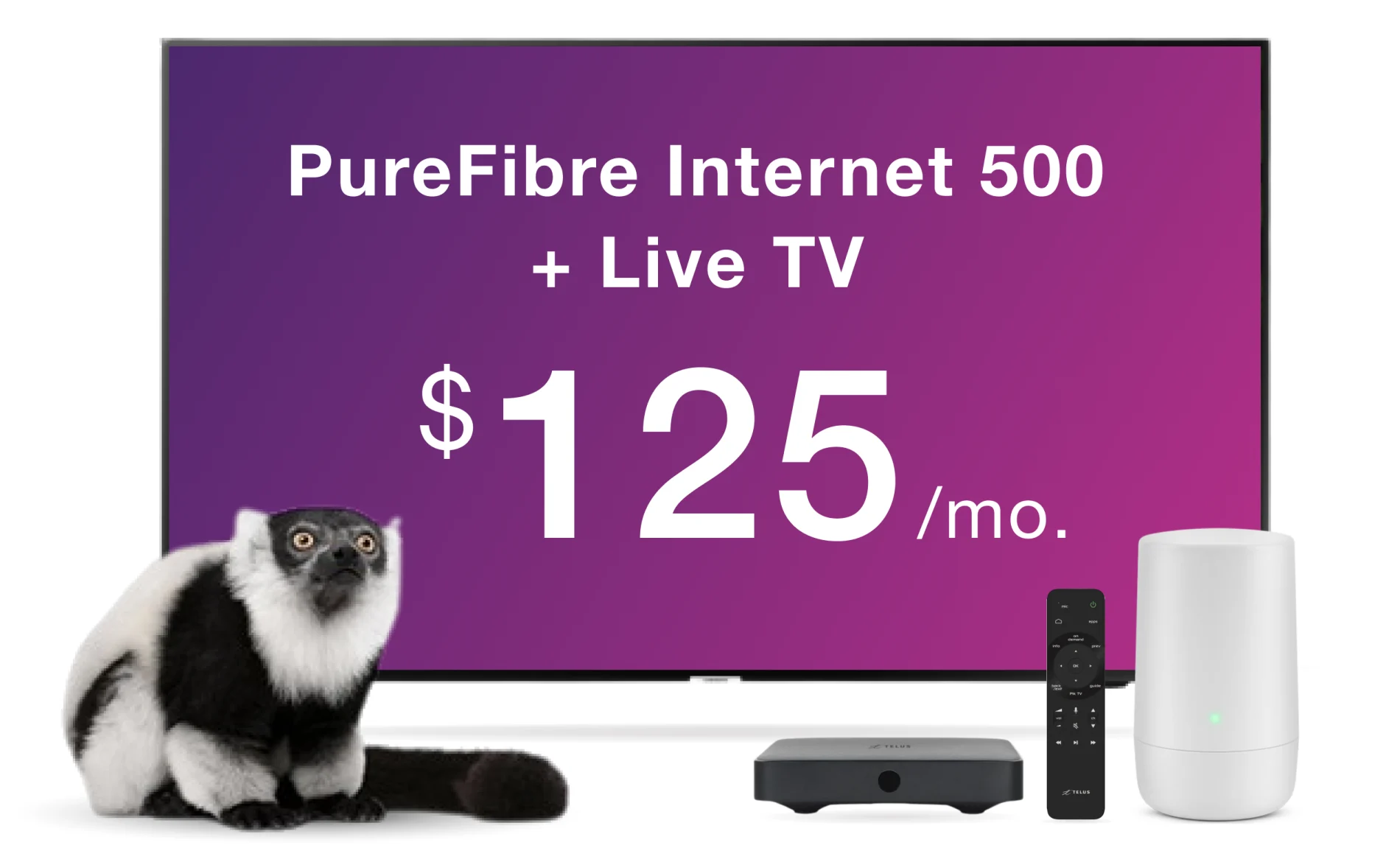 A lemur sits next to a TV, TELUS Optik set top box, remote control and Modem. The TV text reads: PureFibre Internet 500 plus live TV for $125 a month.