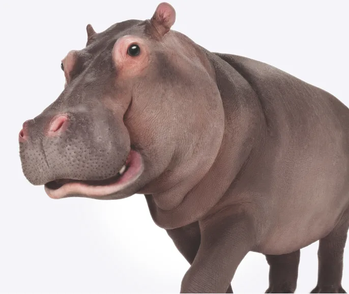 Hippopotame TELUS.