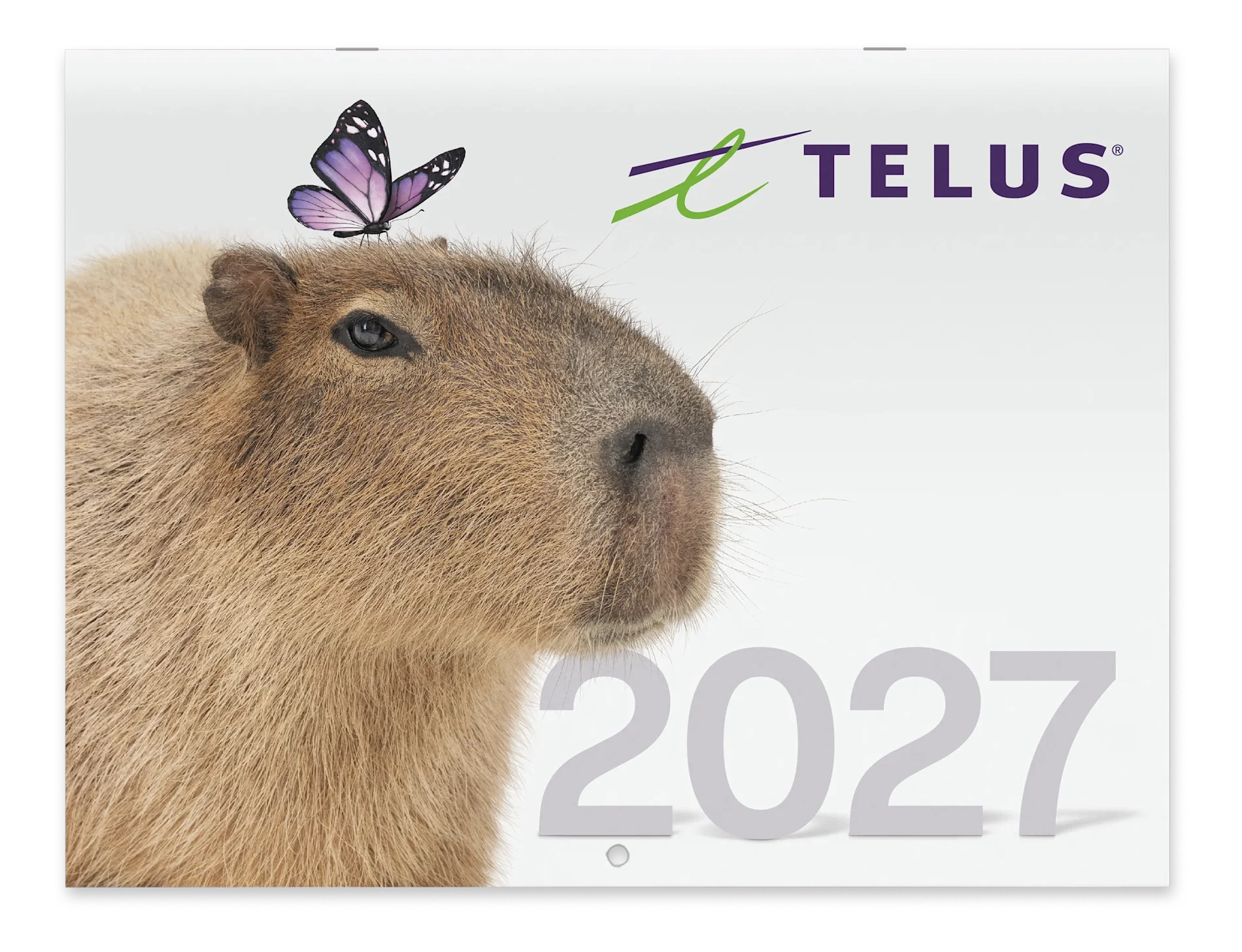 A capybara with a purple butterfly on their head against a white background.