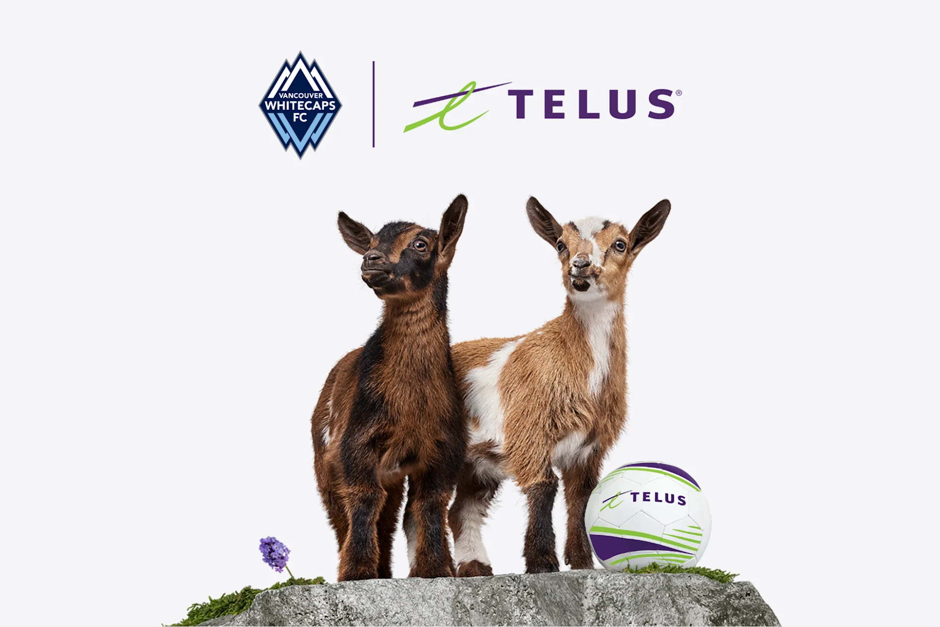 A goat stands on a cliff looking outward with a soccer ball. To the left are the Whitecaps FC and TELUS logo.