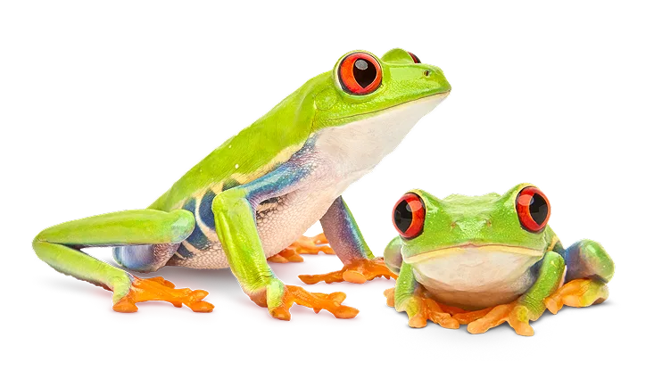 Two Tree frogs looking in opposite directions sitting against a white background.