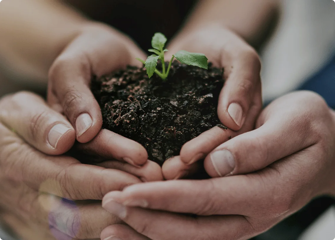 Hands holding a seedling. 