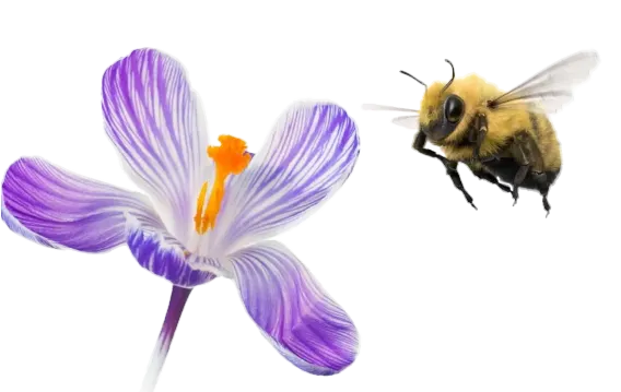 A bee hovering over a flower