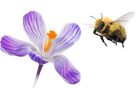 Abeille survolant une fleur