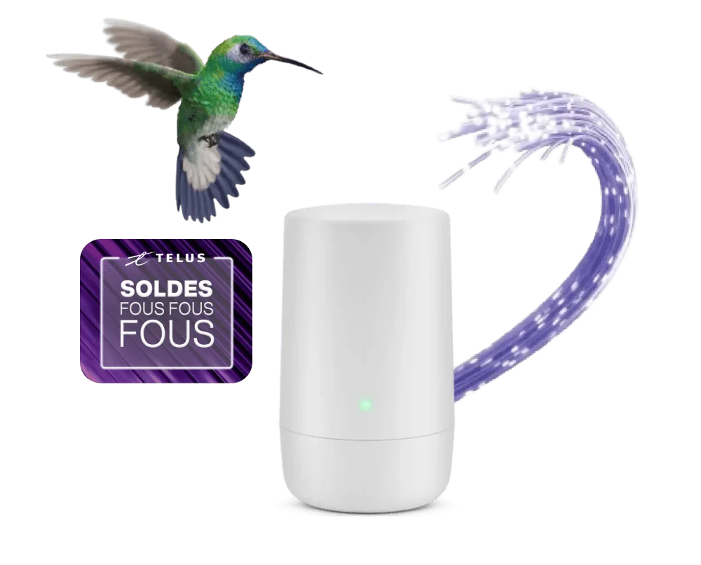 Un colibri volant vers un terminal Wi-Fi de TELUS auquel est connecté un câble à fibre optique.