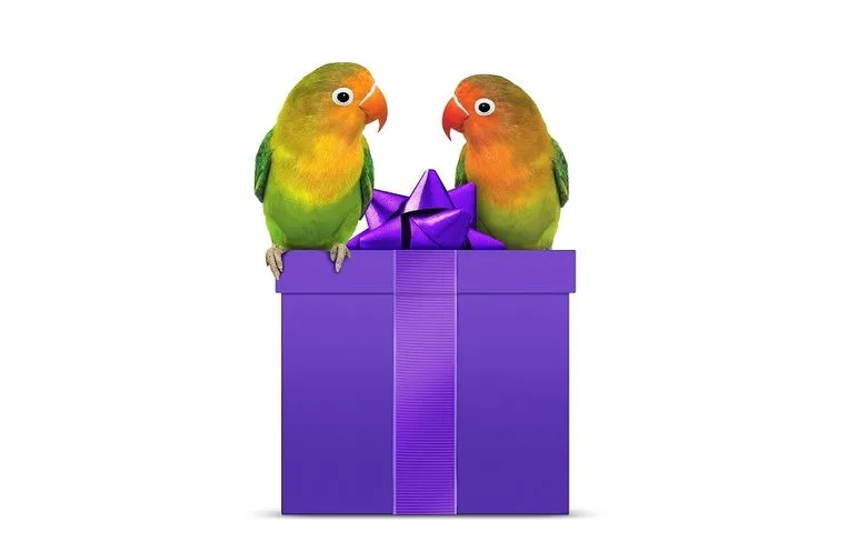 An image showing two hummingbirds at the top of a purple gift box.