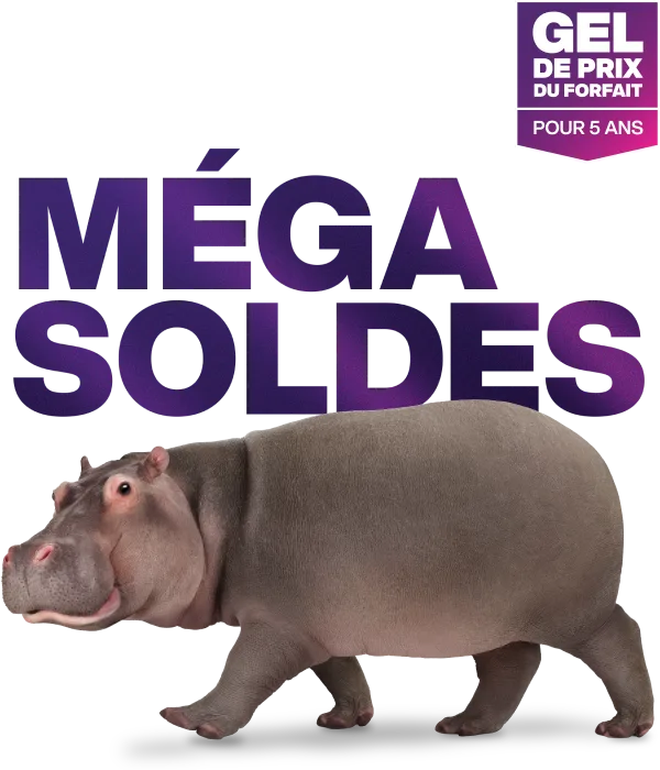 « MÉGA SOLDES ». Un hippopotame regarde vers l’appareil photo en passant.