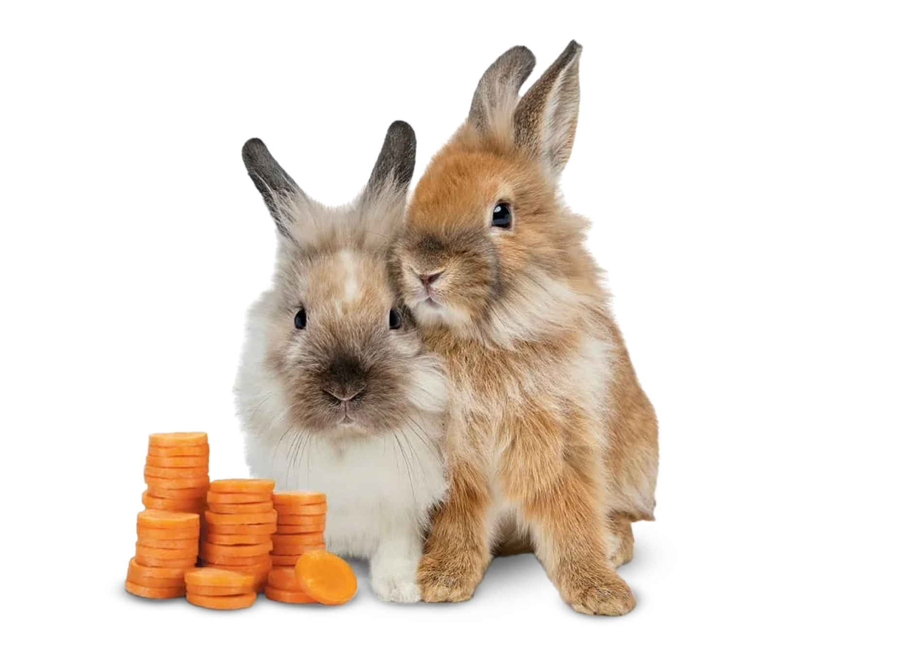 Deux lapins TELUS à côté d’une pile de rondelles de carotte ressemblant à des pièces de monnaie