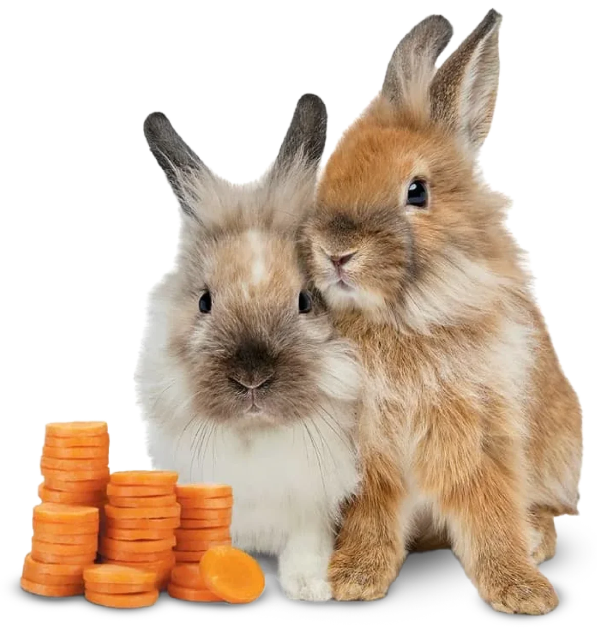 Two TELUS bunnies standing beside a stack of coins