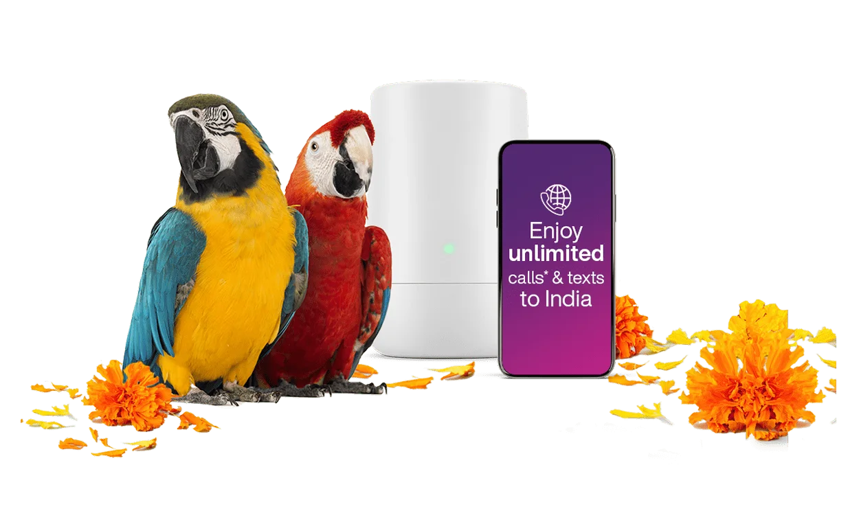 Deux perroquets à côté d'un modem TELUS et d'un téléphone intelligent.