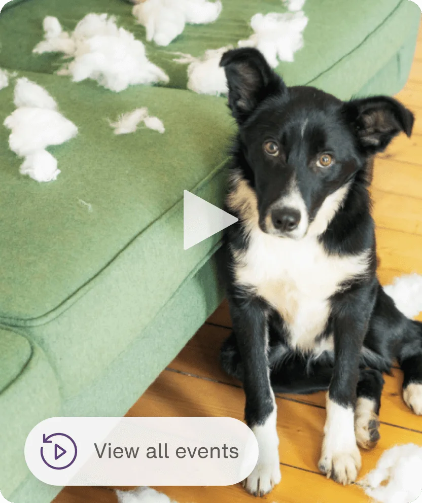Black and white puppy sitting on green couch with app interface