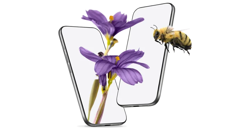 Two smartphones facing each other. A purple flower grows out of one smartphone and a bumble flies past the other.