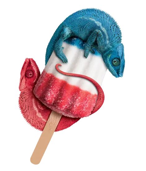 Two chameleons - one bright blue positioned at the top and one red at the bottom - sit, camouflaged, on a popsicle with a wooden stick.