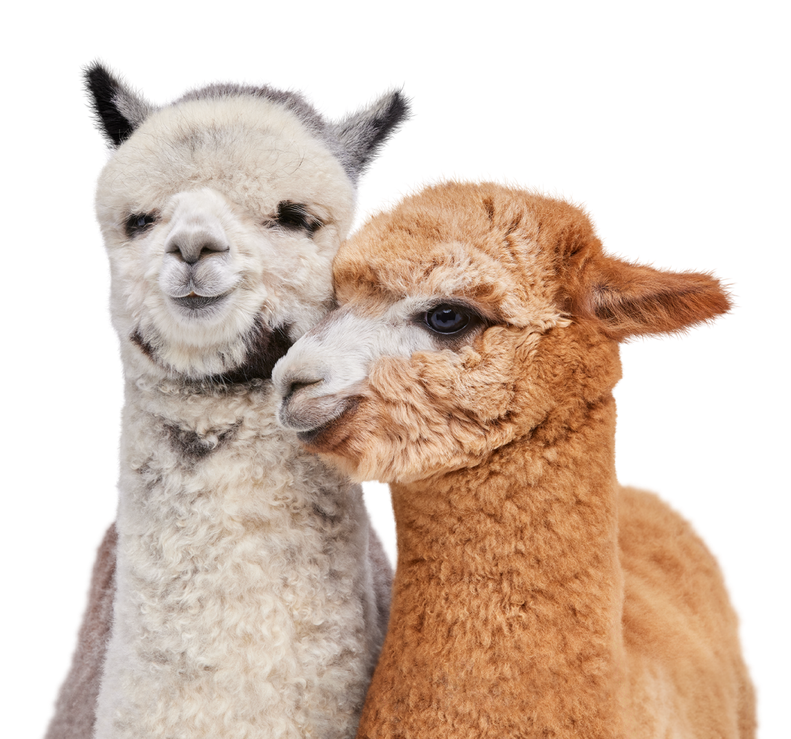 A pair of TELUS critter alpacas