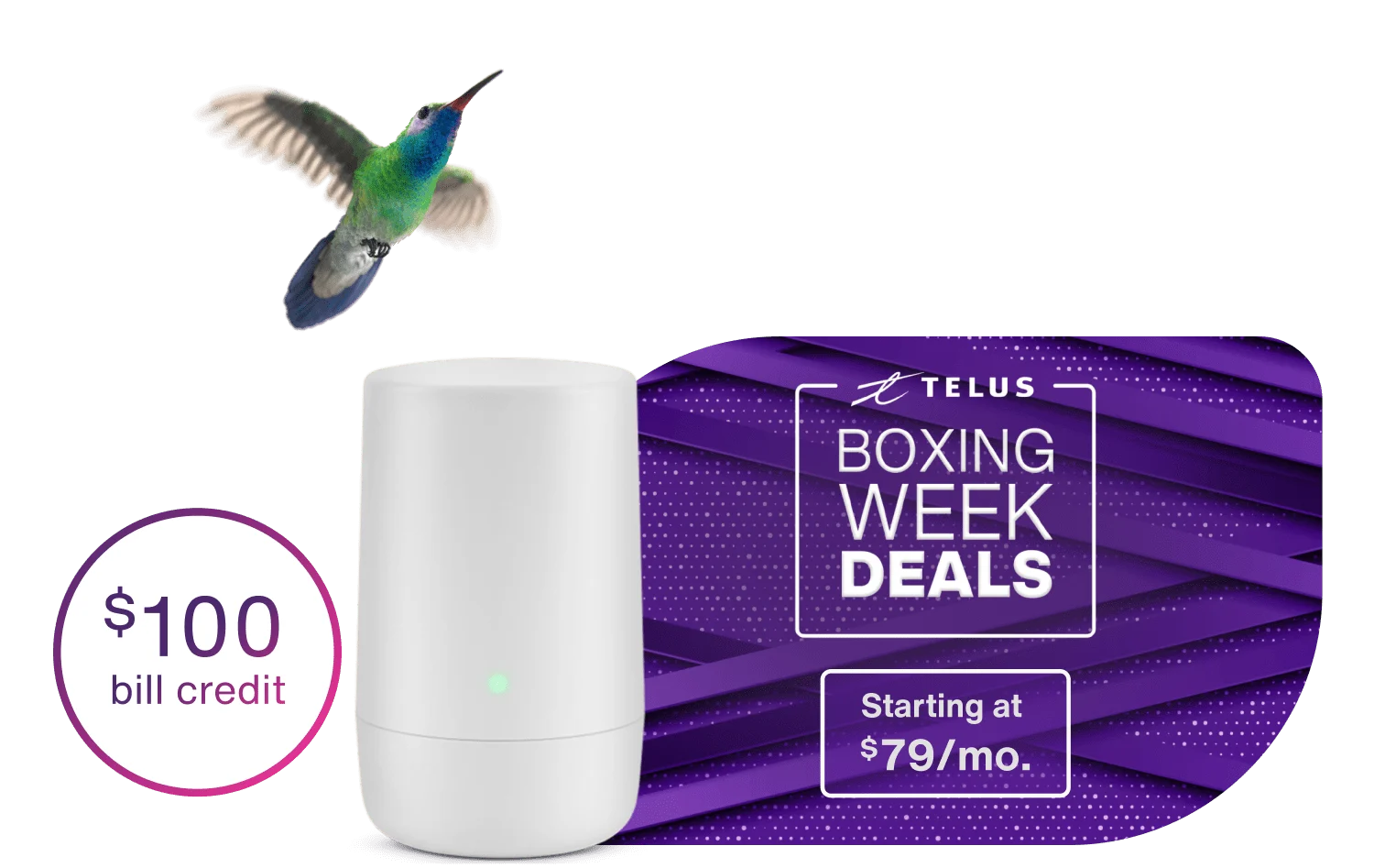 A hummingbird flying toward a TELUS modem. To the left, a roundel reads: $100 bill credit. To the right, a stamp reads: Boxing Week deals. Starting at $79/month.