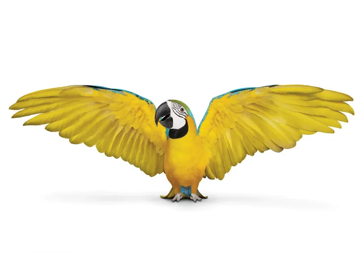 TELUS Critter - Macaw flocking its wings