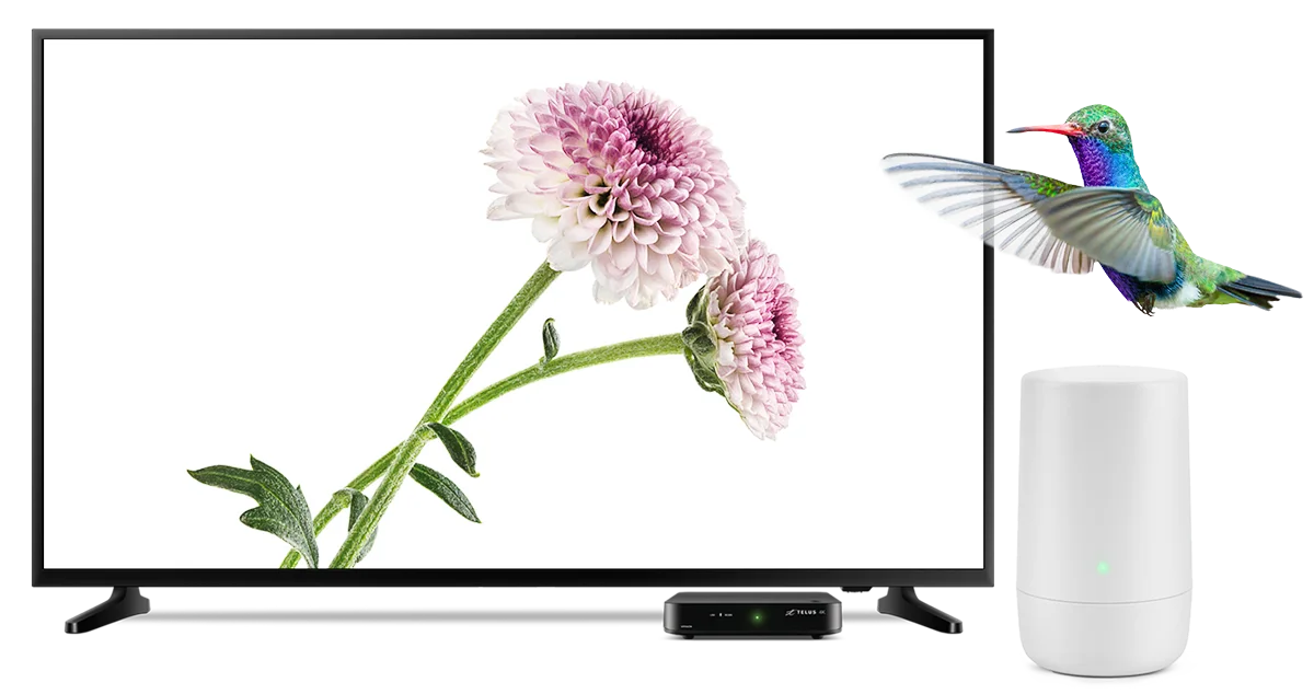 A flat-screen TV displaying pink dahlia flowers against a white background, with a colorful hummingbird (featuring green, blue, and purple plumage with a red beak) flying to the right of the screen, and to the right stands a white wifi modem..