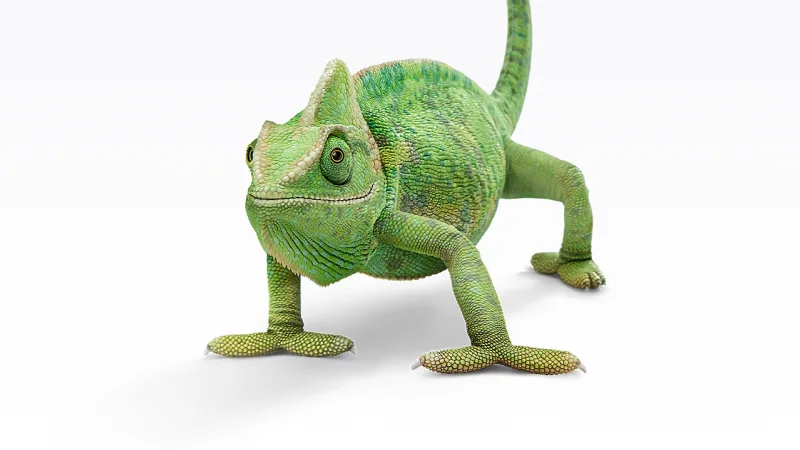 A green chameleon.